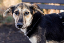 OKRA, Hund, Mischlingshund in Rumänien - Bild 6