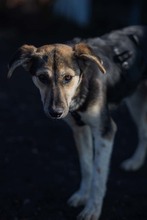 OKRA, Hund, Mischlingshund in Rumänien - Bild 7