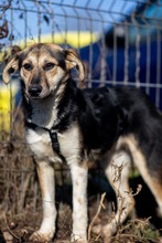 OKRA, Hund, Mischlingshund in Rumänien - Bild 8
