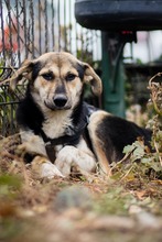 OKRA, Hund, Mischlingshund in Rumänien - Bild 9