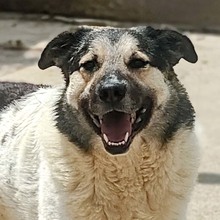 PLUTO, Hund, Mischlingshund in Rumänien - Bild 1