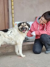 PLUTO, Hund, Mischlingshund in Rumänien - Bild 10