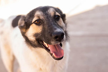PLUTO, Hund, Mischlingshund in Rumänien - Bild 11