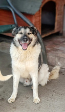 PLUTO, Hund, Mischlingshund in Rumänien - Bild 13