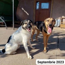 PLUTO, Hund, Mischlingshund in Rumänien - Bild 14