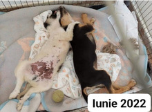 PLUTO, Hund, Mischlingshund in Rumänien - Bild 16
