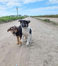PLUTO, Hund, Mischlingshund in Rumänien - Bild 17
