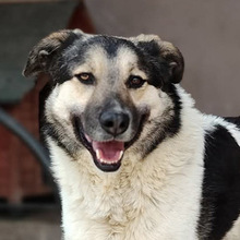 PLUTO, Hund, Mischlingshund in Rumänien - Bild 2
