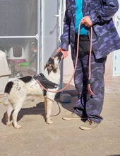 PLUTO, Hund, Mischlingshund in Rumänien - Bild 3