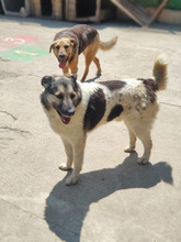 PLUTO, Hund, Mischlingshund in Rumänien - Bild 4