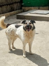 PLUTO, Hund, Mischlingshund in Rumänien - Bild 5