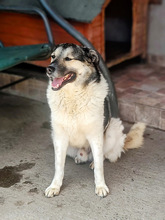 PLUTO, Hund, Mischlingshund in Rumänien - Bild 6
