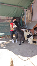 PLUTO, Hund, Mischlingshund in Rumänien - Bild 7
