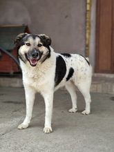 PLUTO, Hund, Mischlingshund in Rumänien - Bild 8
