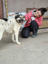 PLUTO, Hund, Mischlingshund in Rumänien - Bild 9