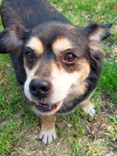 MAX, Hund, Mischlingshund in Tönisvorst - Bild 1