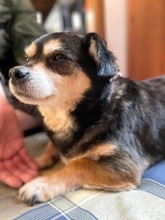 MAX, Hund, Mischlingshund in Tönisvorst - Bild 3