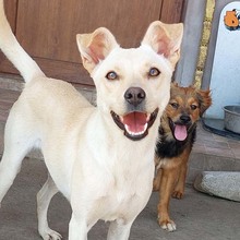 RITA, Hund, Mischlingshund in Rumänien - Bild 1