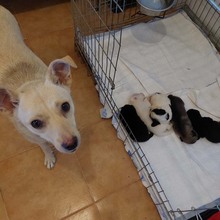 RITA, Hund, Mischlingshund in Rumänien - Bild 10