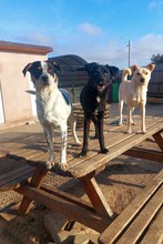 RITA, Hund, Mischlingshund in Rumänien - Bild 11
