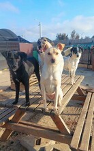 RITA, Hund, Mischlingshund in Rumänien - Bild 12