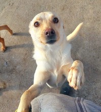 RITA, Hund, Mischlingshund in Rumänien - Bild 14