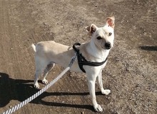 RITA, Hund, Mischlingshund in Rumänien - Bild 2