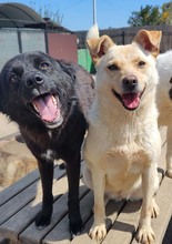 RITA, Hund, Mischlingshund in Rumänien - Bild 3