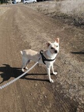 RITA, Hund, Mischlingshund in Rumänien - Bild 4