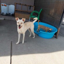 RITA, Hund, Mischlingshund in Rumänien - Bild 5