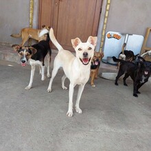 RITA, Hund, Mischlingshund in Rumänien - Bild 6