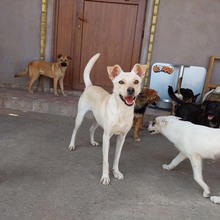 RITA, Hund, Mischlingshund in Rumänien - Bild 7