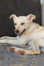 RITA, Hund, Mischlingshund in Rumänien - Bild 8