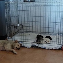 RITA, Hund, Mischlingshund in Rumänien - Bild 9
