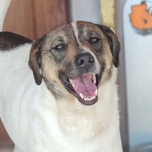 FLYNN, Hund, Mischlingshund in Rumänien - Bild 1