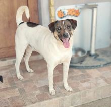 FLYNN, Hund, Mischlingshund in Rumänien - Bild 10