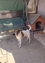 FLYNN, Hund, Mischlingshund in Rumänien - Bild 11