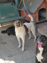 FLYNN, Hund, Mischlingshund in Rumänien - Bild 12