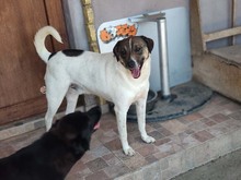 FLYNN, Hund, Mischlingshund in Rumänien - Bild 2
