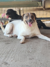 FLYNN, Hund, Mischlingshund in Rumänien - Bild 3