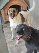 FLYNN, Hund, Mischlingshund in Rumänien - Bild 5