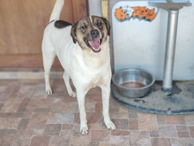 FLYNN, Hund, Mischlingshund in Rumänien - Bild 6