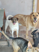 FLYNN, Hund, Mischlingshund in Rumänien - Bild 7