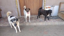 FLYNN, Hund, Mischlingshund in Rumänien - Bild 8