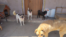 FLYNN, Hund, Mischlingshund in Rumänien - Bild 9