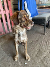 CLARA, Hund, Mischlingshund in Rumänien - Bild 1