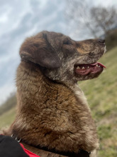 CLARA, Hund, Mischlingshund in Rumänien - Bild 3