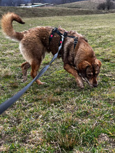 CLARA, Hund, Mischlingshund in Rumänien - Bild 4