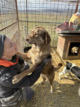 CLARA, Hund, Mischlingshund in Rumänien - Bild 5