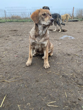 CLARA, Hund, Mischlingshund in Rumänien - Bild 7
